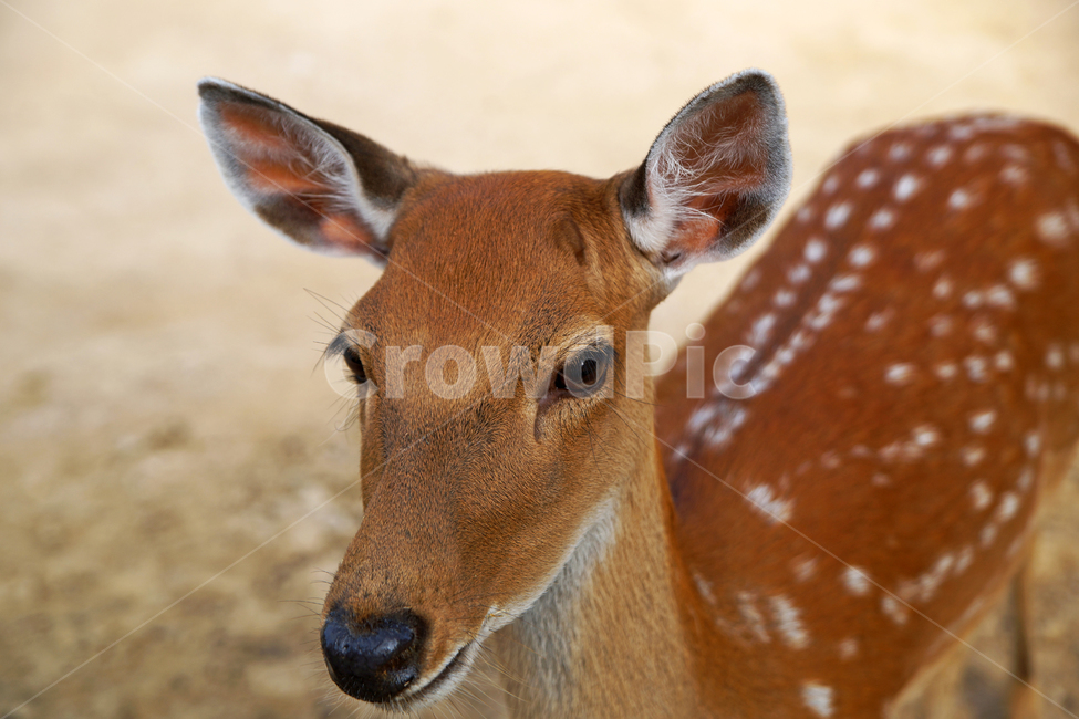 꽃사슴,사슴,동물,반점,월미공원,대륙사슴,매화사슴,포유동물,동물,animal,포유류,mammal
