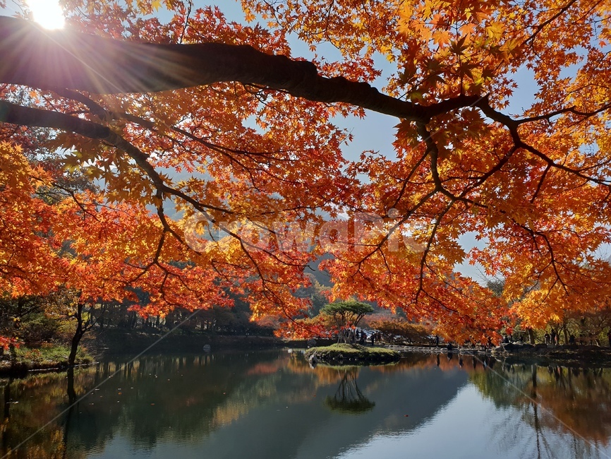 가을,단풍,나무,호수,풍경,반영,가을,계절,fall,autumn,season,자연,풍경,nature,landscape,tree,plant,식물,maple