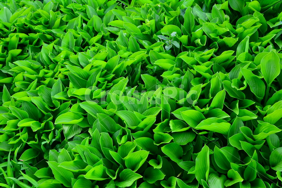 새싹,새순,봄이미지,그린,초록,바탕,배경,백그라운드,green,fresh,pattern,잎새,돋아나다,식물,background,어린,순수,무공해,청정,깨끗한,자연,봄,계절,spring,season,식물,자연,plants,nature,plant,jar,항아리,vase,병 장식,pottery,도기류,potted plant,화분,planter,파종기,herbs,허브,leaf,잎,grass,잔디