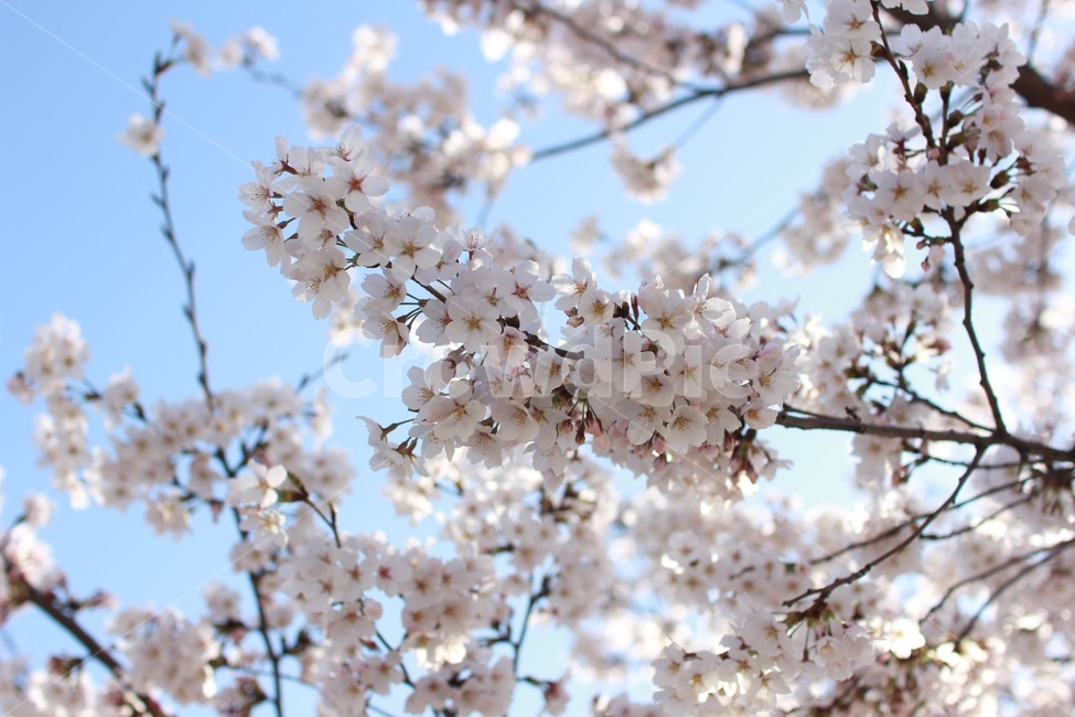 꽃,식물,꽃잎,만개,벚꽃,바탕화면,flower,sakura,봄,봄날,핑크색,안양천