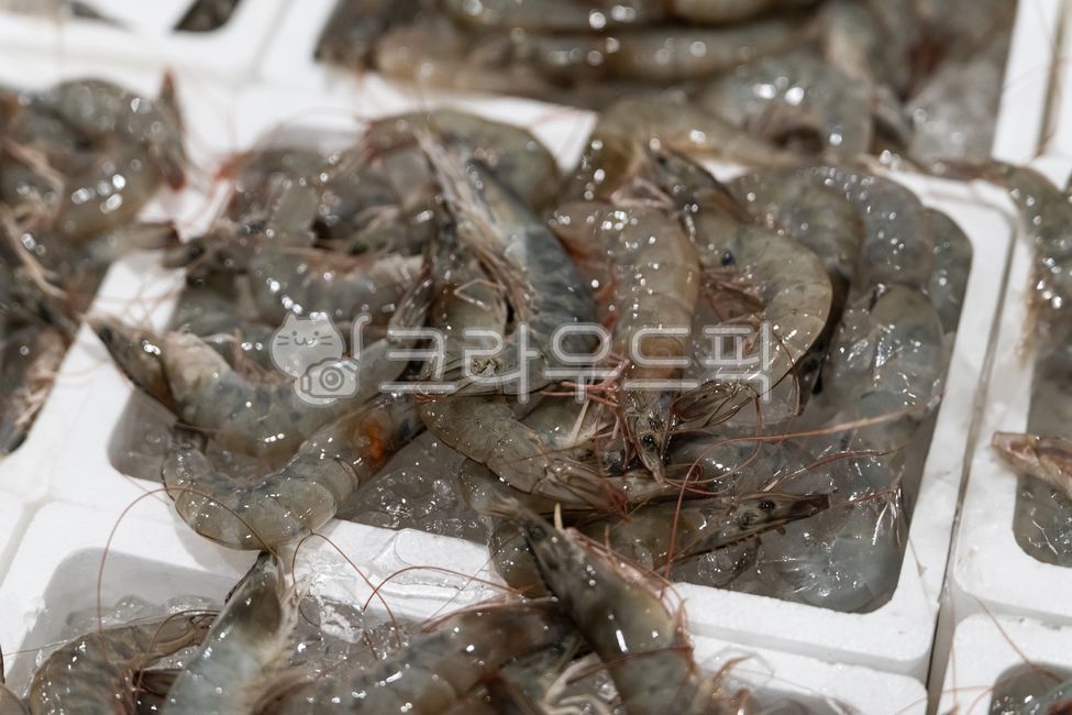 해산물,수산물,국산어종,요리재료,도매시장,흰다리새우,새우,활새우