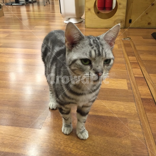 고양이,아메리칸숏헤어,kittens,아기고양이,냥,냐옹이,야옹이,wood,바닥,캣카페,캣