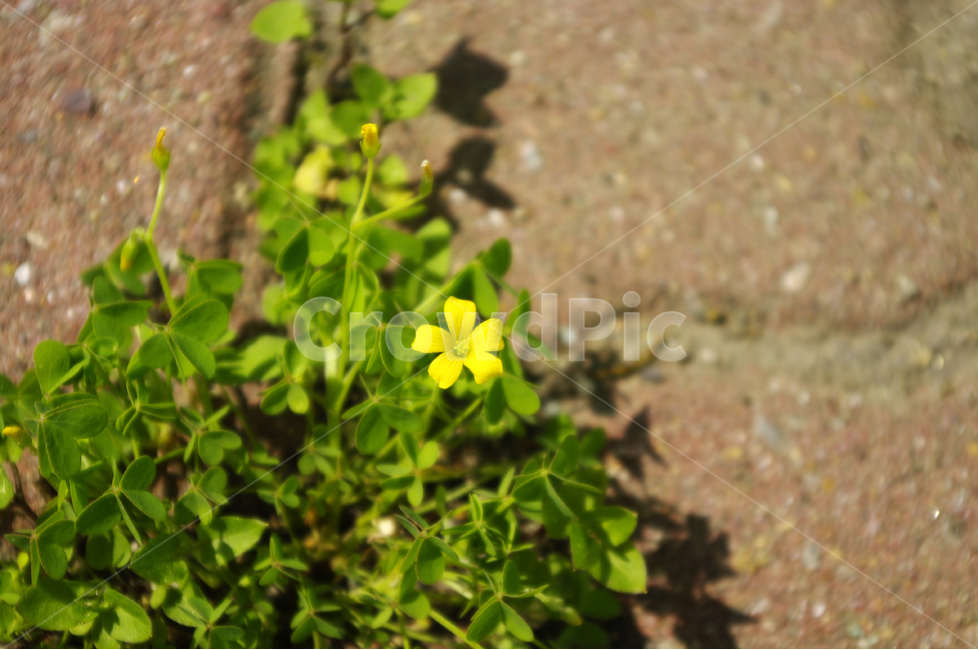 꽃,식물,flower,color,사랑초,풀,식물,자연,plants,nature,꽃,flower