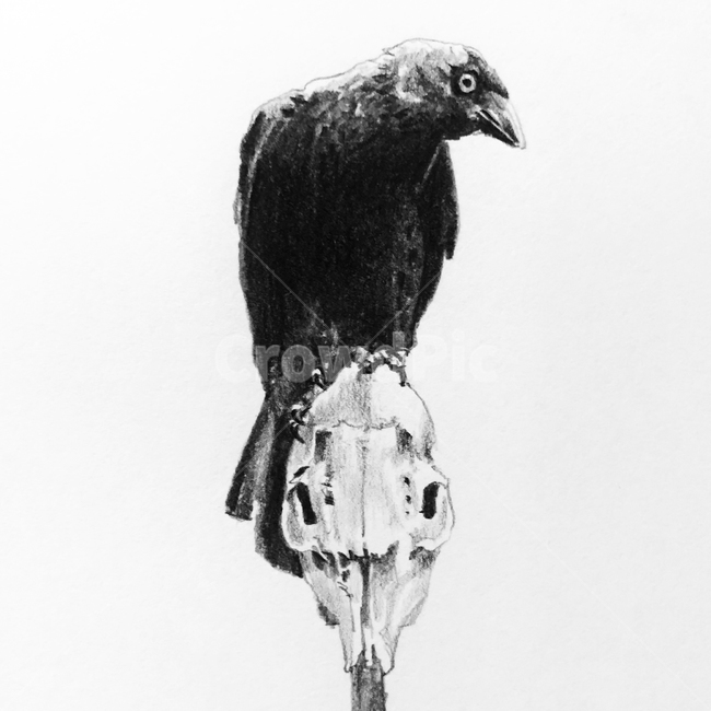 까마귀,동물,새,드로잉,연필,animal,bird