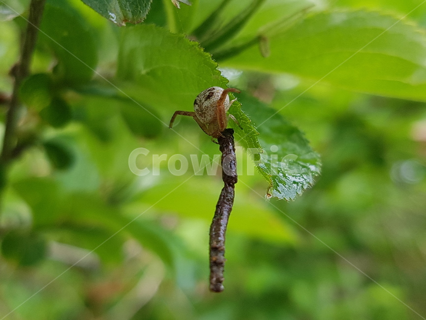 곤충,벌레,자연,풀,나뭇잎,경치,동물,animal,곤충,벌레,insect,bug