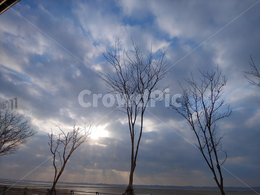 마른나무,하늘,구름,식물,자연,tree