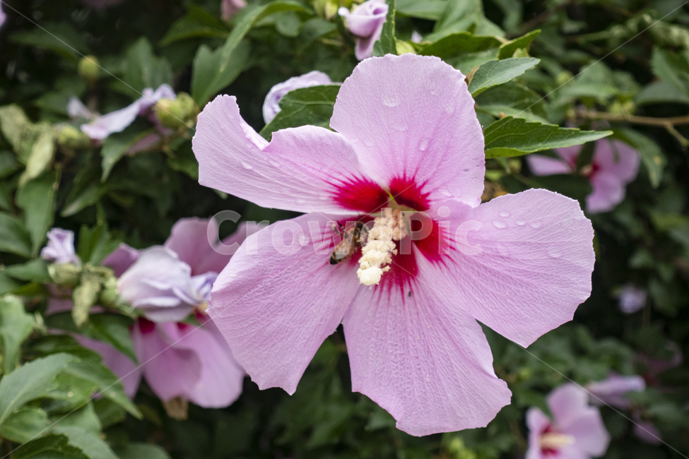 국화,무궁화,플라워,꽃,flower,한국,natuer,식물,자연,plant,꽃잎,bee,클로즈업,벌,식물,자연,plants,nature,꽃,flower