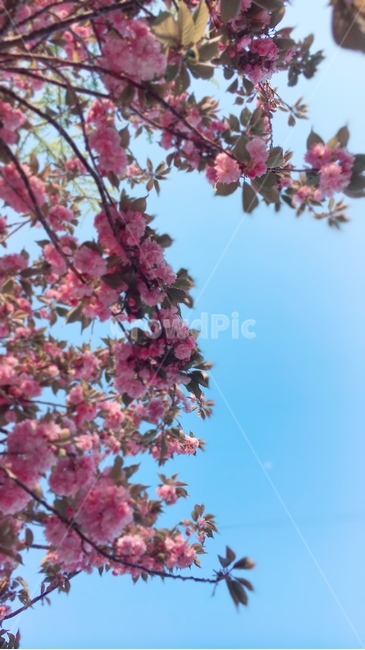 봄꽃,꽃,하늘,분홍꽃,벚꽃