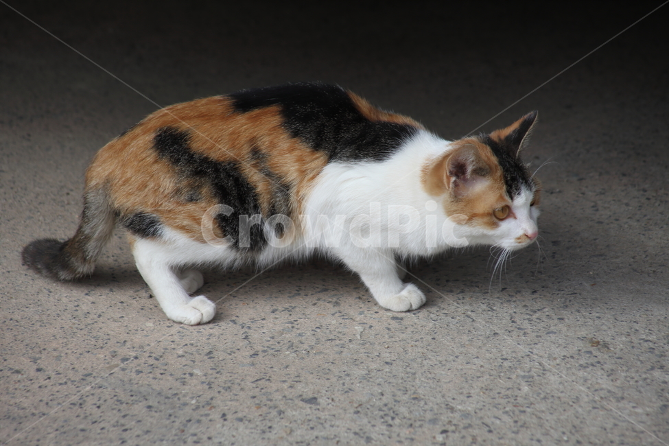 고양이,길냥이,동물,cat,pet,동물,animal,포유류,mammal,고양이,cat,kitten,kitty