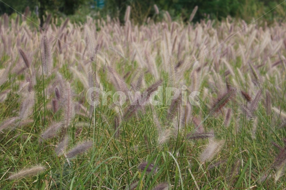 가을,한강,산책,강아지풀,여유,가을,계절,fall,autumn,season,식물,자연,plants,nature,grass,잔디,plant,lawn