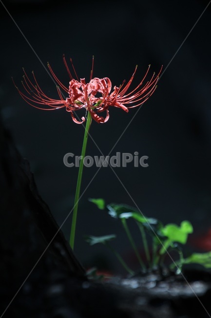 꽃무릇,독무릇,석산,선운사,불갑사,꽃,식물,상사화,식물,자연,plants,nature,꽃,flower