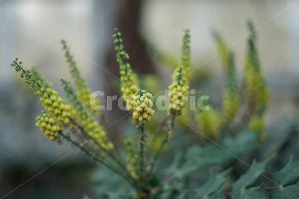 식물,자연,풀,초록,잎,nature,식물,자연,plants,nature