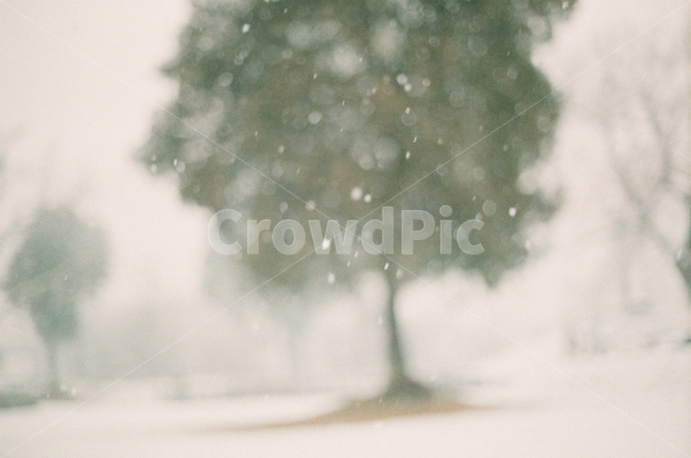 눈,겨울,나무,필름사진,포근한,풍경,자연,감성사진,snow,sensitive,winter,film,tree,겨울,계절,winter,season,자연,풍경,nature,landscape,outdoors,옥외