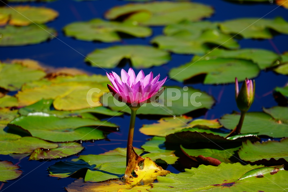 수련,연꽃,여름꽃,플라워,flower,lotus,waterlily,pondlìly,식물,자연,plant,nature,연못,연잎,연꽃잎,꽃,수생식물,pond,수중식물,여름,summer