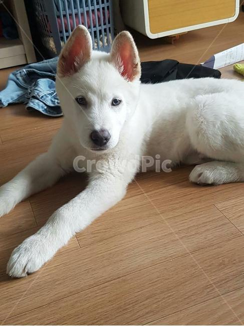이쁜강아지,풍산개,dog,애완견,강아지