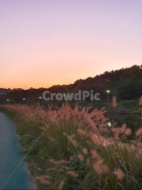 가을,풍경,자연,따뜻,갈대,산책,하늘,가을,계절,fall,autumn,season,nature,outdoors,옥외