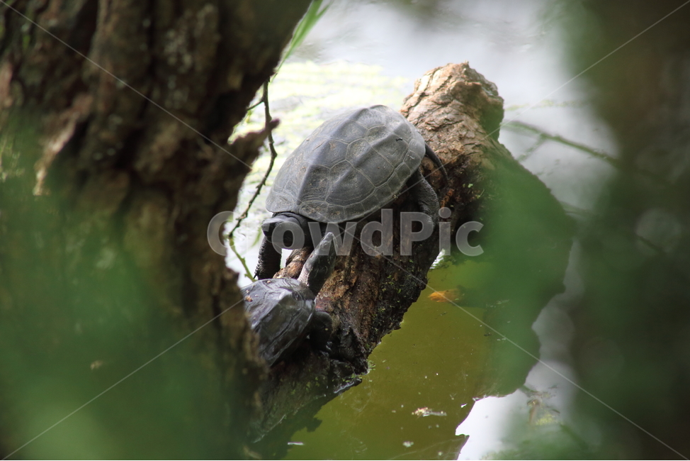 거북,남생이,민물거북,reevesturtle,거북이,자라,TryonyxsinensisWIEGMANN