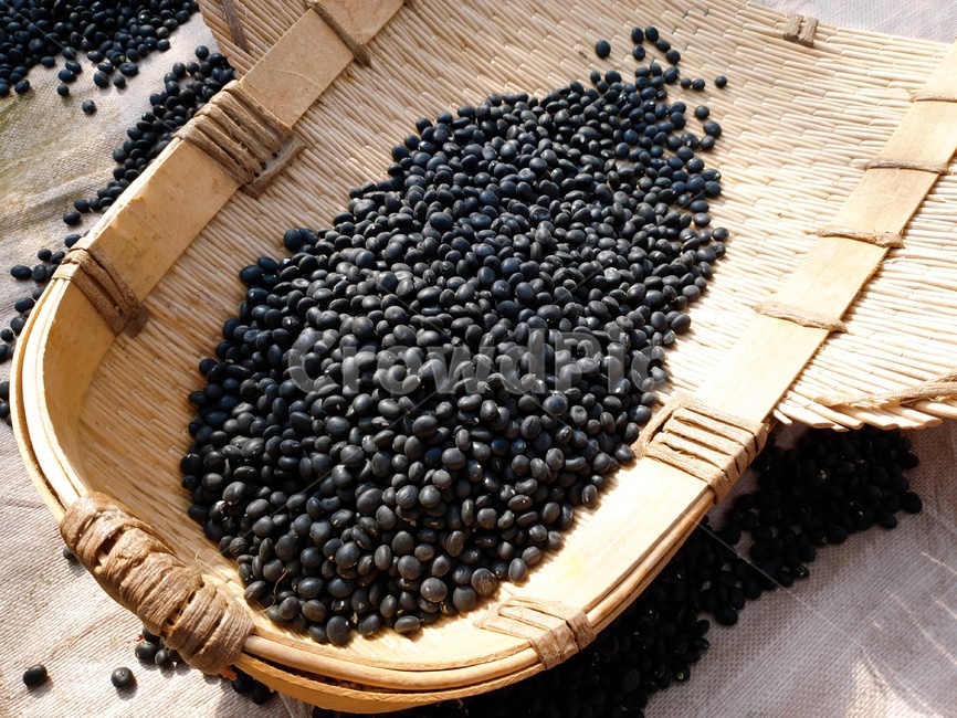 콩,서리태콩,서리태,농산물,검정콩,콩류,견과류,beans,pulse,nuts,dry fruits