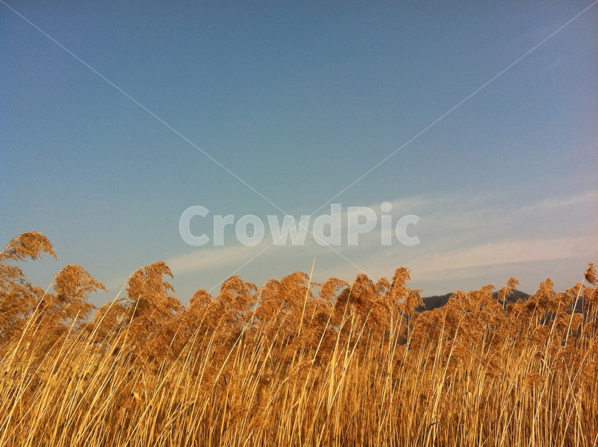 갈대,공원,park,fall,가을,자연,nature,풍경,landscape