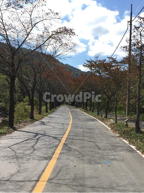 길,가을,낙엽,벚꽃나무,벚꽃,나무,풍경,보성군,산,가을,계절,fall,autumn,season,road,도로,asphalt,아스팔트,freeway,고속 도로,highway,고속도로