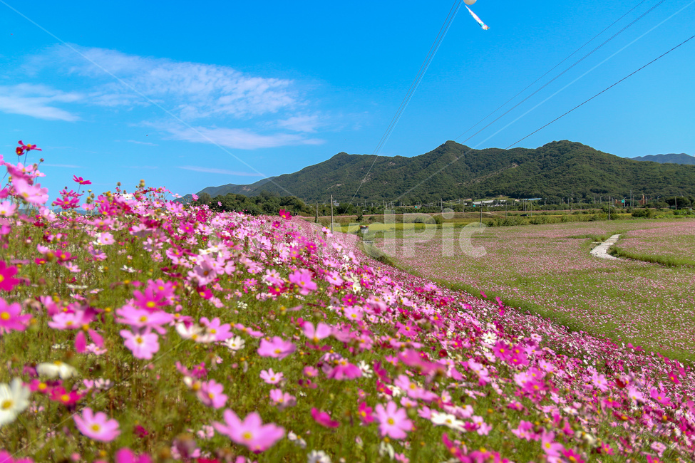 코스모스,풍경,꽃밭,자연,꽃,경기도,코스모스축제,flower,flowergarden,cosmos,자연,풍경,nature,landscape,식물,plants,꽃,flower,outdoors,옥외,grassland,목초지,field,들