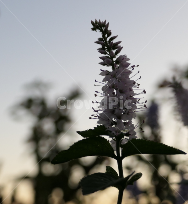plant,식물,꽃,flower,정원,garden,분위기,역광