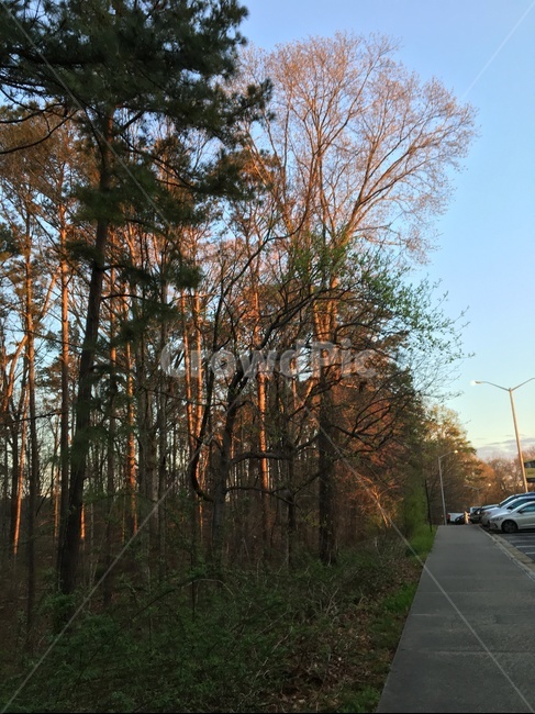 나무,숲,하늘,인도,forest,trees,sky,walkingroad