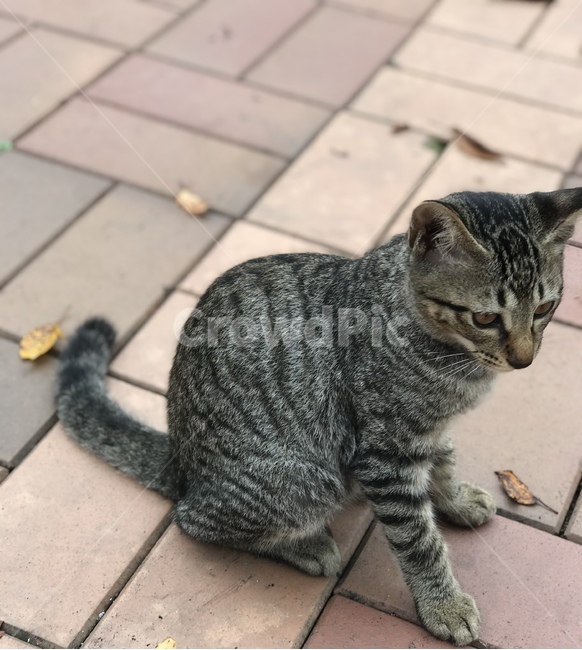 animal,mammal,동물,포유류,pet,cat,고양이,동물,animal,포유류,mammal,고양이,cat,kitten,kitty