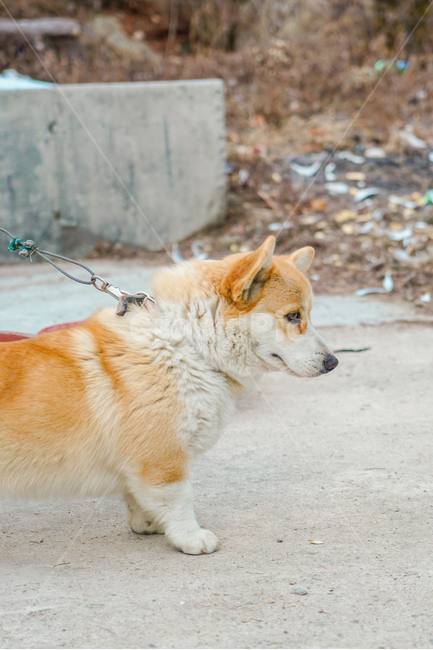 코기,웰시코기,개,강아지,숏다리,댕댕이,동물,animal,포유류,mammal,개,강아지,dog,doggy