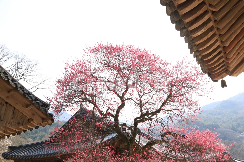 구례화엄사,각황전흑매,매화,꽃,봄,봄,계절,spring,season,한국전통,한국문화,korean traditional,korean culture,식물,자연,plants,nature,나무,trees,wood,건축물,건물외관,exterior,building,structure,architecture,construction,plant