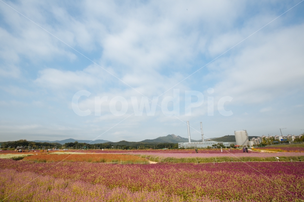 가을,하늘,꽃,감성,식물,자연,풍경,nature,landscape,가을,계절,fall,autumn,season
