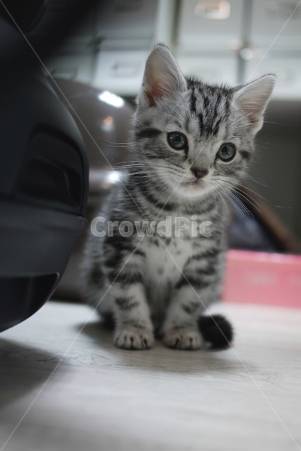 고양이,아메리칸숏헤어,아기고양이,아깽이,동물,동물,animal,포유류,mammal,고양이,cat,kitten,kitty