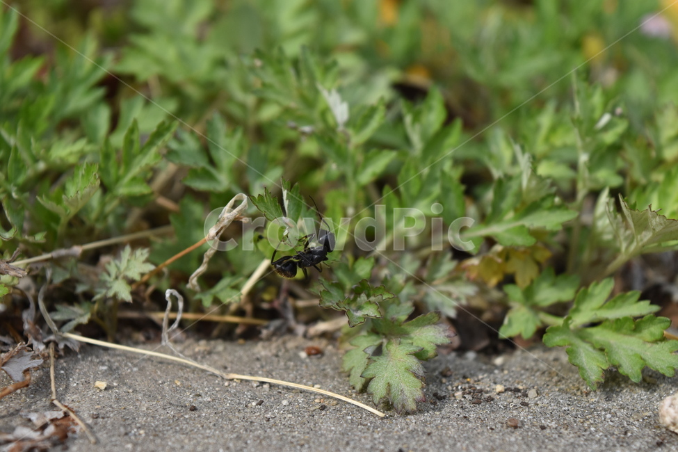개미,풀,초록,곤충,insect,ant,grass,green,spring,동물,animal,곤충,벌레,insect,bug