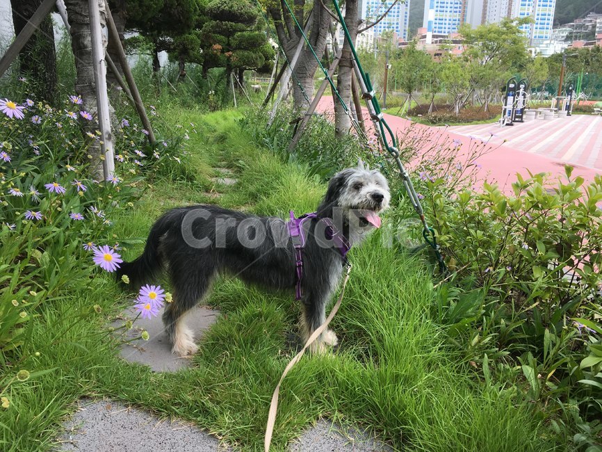 삽살개,청삽살개,산책하는개,개,반려견