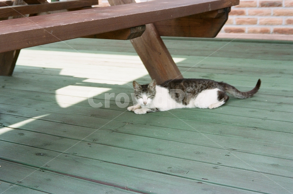 고양이,봄,벤치,마루,cat,초록색,필름,아날로그,film,filmphotography,flower,green