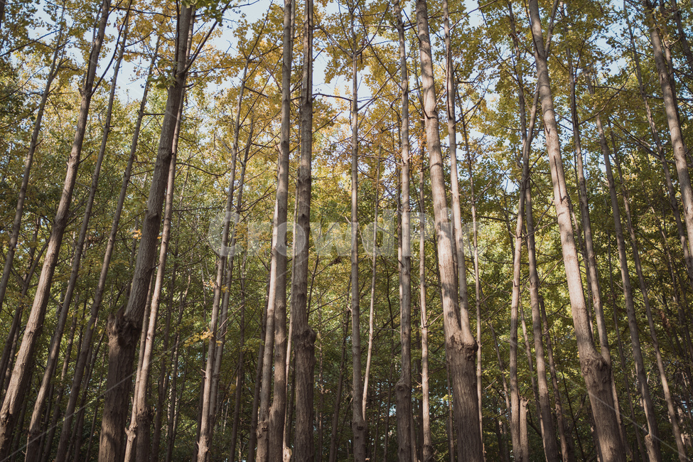tree,나무,plant,식물,treetrunk,나무줄기,가을,단풍,숲,forest,가을,계절,fall,autumn,season