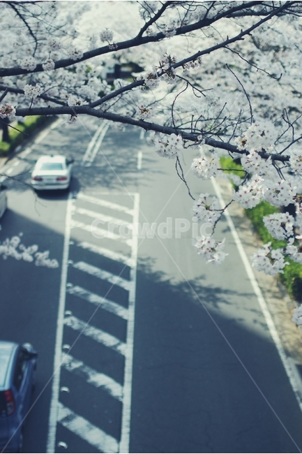 벚꽃,cherryblossom,cherry,벚나무,white,화이트,꽃,flower,봄,spring,꽃잎,도로,자동차,road,봄,계절,spring,season,감성,sensible,feeling,asphalt,아스팔트