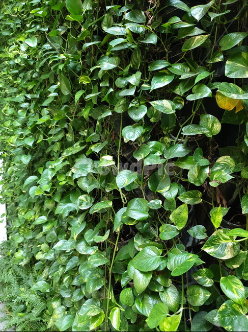 풀,자연,풍경,감성,지연감성,식물,자연,plants,nature
