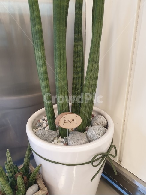 plant,식물,돌,화초,스투키,실내용화초,화분,화초,house plant