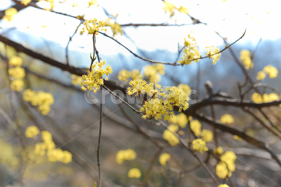 꽃,자연,접사,노랑,힐링,신선함,안식처,season,plants,nature,flower,sensible,feeling,색깔,색상,색채,색감,colorsense,colorsensitivity,feelingofcolor,감성,평온함,느낌,휴식,koreanature