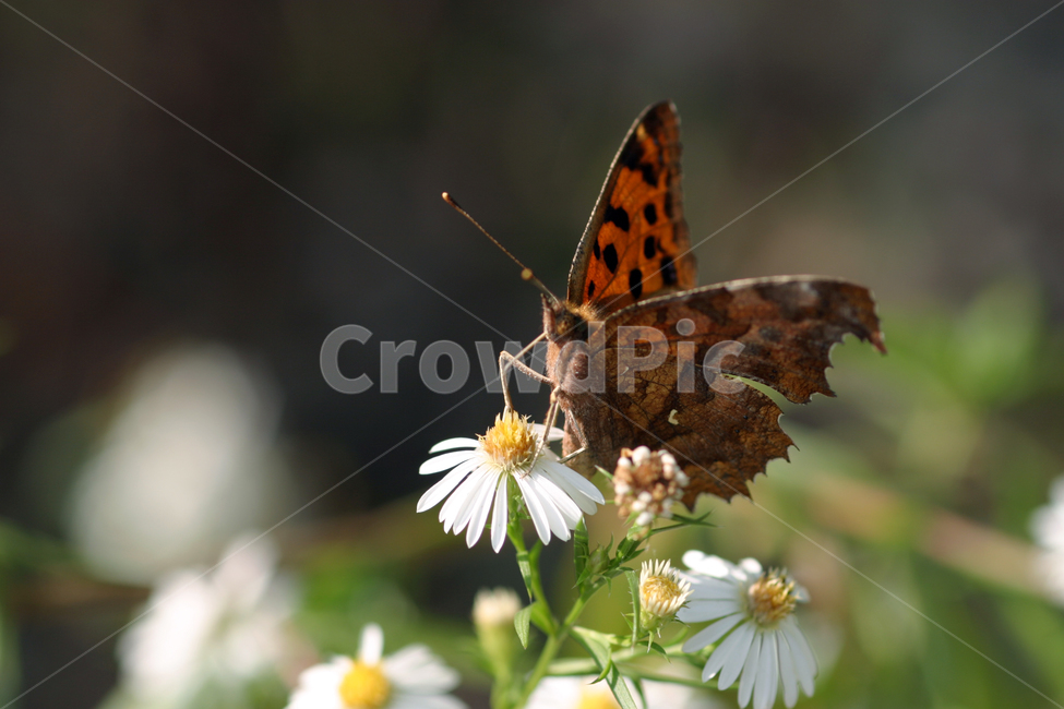 곤충,나비,큰흰줄표범나비,나비와꽃,나비사진,동물,animal,곤충,벌레,insect,bug
