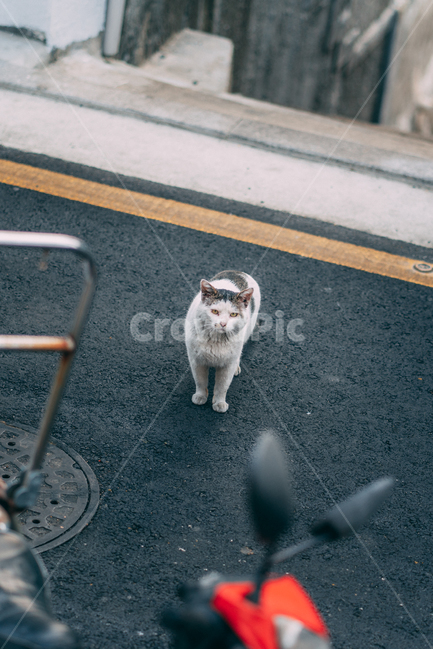 고양이,길고양이,길냥이,cat,kitty,반려동물,애완동물,animal,street,streetcat,wild,wildlife,wildcat,야생,야생고양이,동물,포유류,mammal,동물,animal,포유류,mammal,고양이,cat,kitten,kitty,감성,sensible,feeling