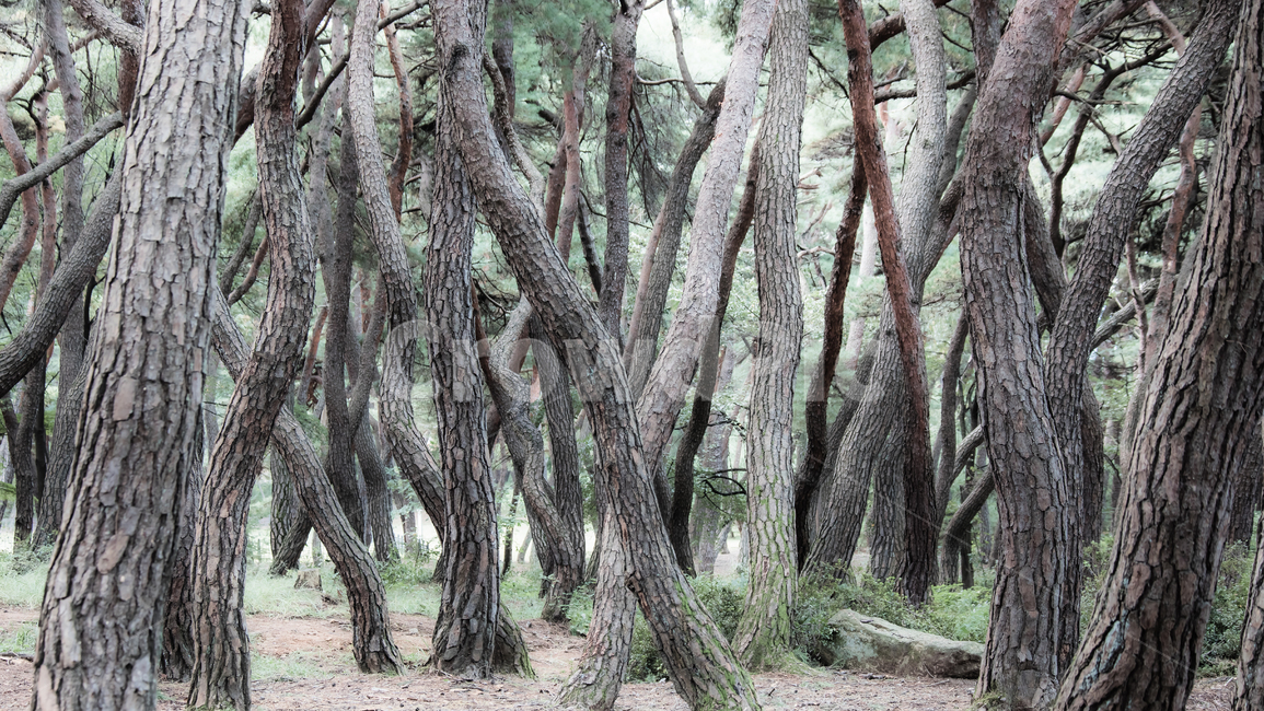 숲,소나무숲,삼릉숲,소나무,나무,식물,자연,plants,nature,나무,trees,wood