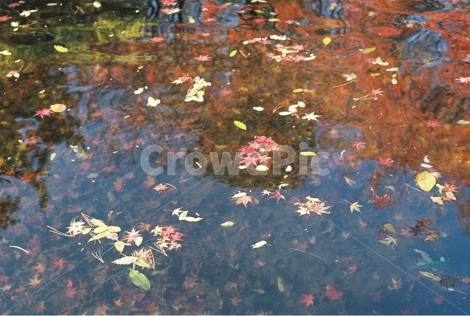 단풍,가을,연못,잔잔한,정독도서관,fall,autumn,mapleleaf,maple,가을,계절,fall,autumn,season,leaf,잎,plant,식물,water,물,outdoors,옥외,nature,자연