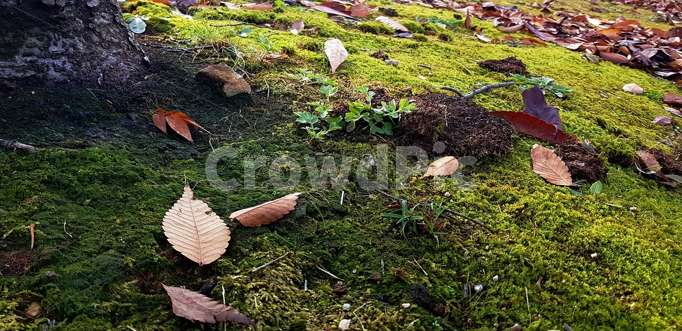 이끼,식물,낙엽,잎,풀,가을,가을,계절,fall,autumn,season,식물,자연,plants,nature