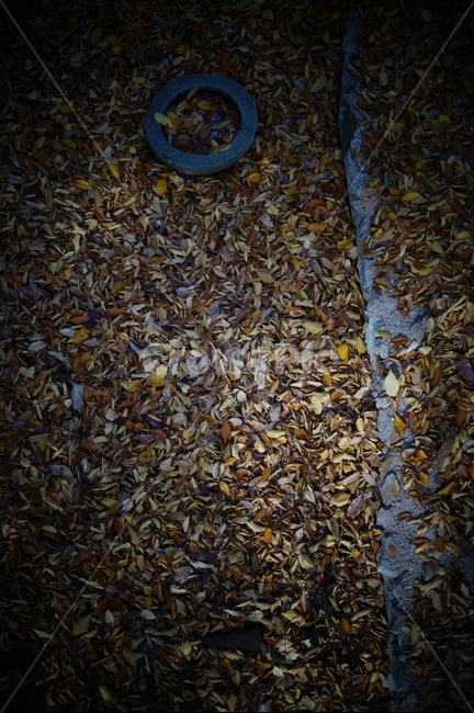 가을,낙엽,단풍,절구,돌절구,mortar,stonemortar,fall,autumn,fallenleaves,leaves,autumncolors
