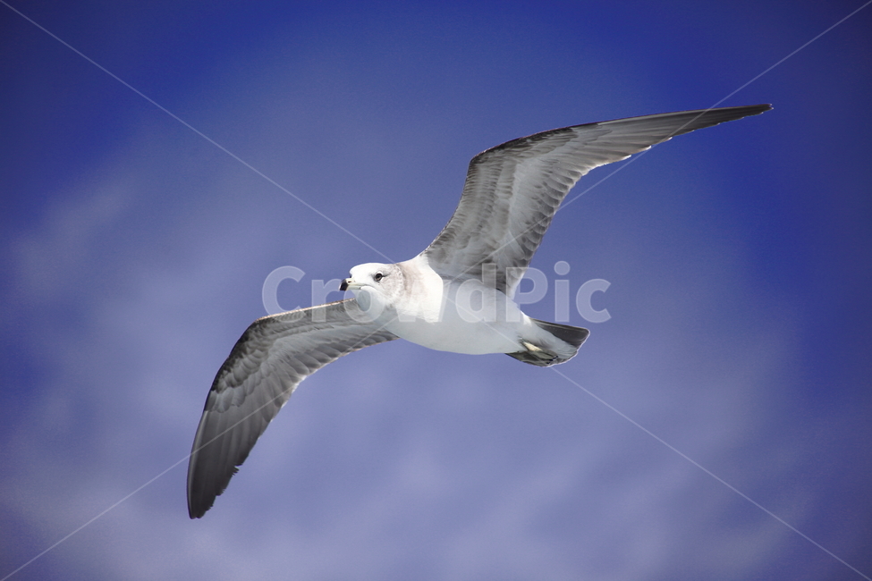 갈매기,바다새,대형조류,commongull,mewgull,동물,animal,조류,새,birds