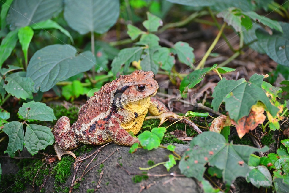 animal,동물,toad,두꺼비,wildlife,야생동물,파충류,양서류,개구리,숲속,바위,동물,animal,파충류,양서류,reptile,amphibian
