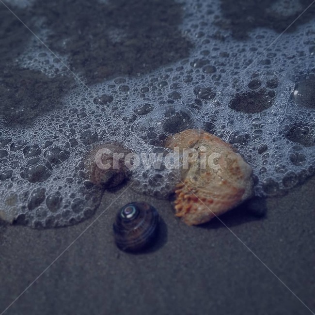 바다,조개,소라,해변,물거품,sea,보정,bubble,shell,감성,water,물,방울,해변,바다,beach,sea
