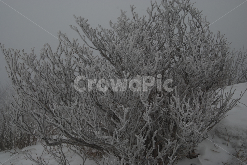 겨울,산,공원,나무,탐방로,겨울,계절,winter,season,식물,자연,plants,nature,나무,trees,wood